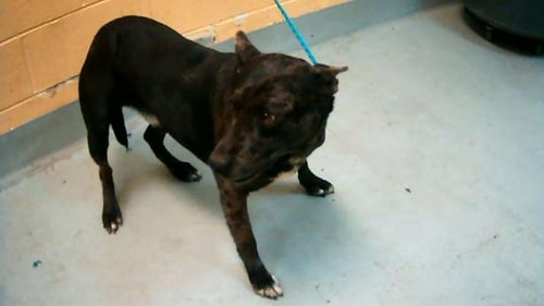 MALCOLM - Catahoula Leopard Dog available for adoption