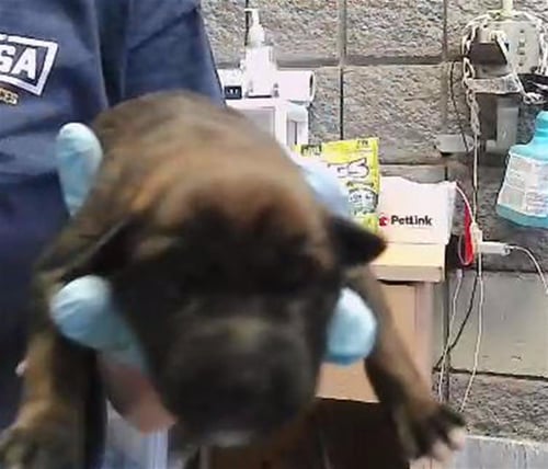 SNEEZEY - Pit Bull Terrier available for adoption