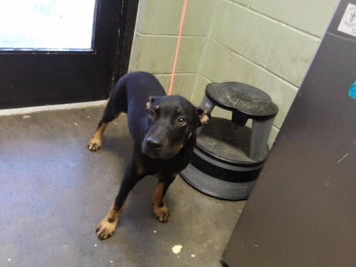 BANDET - German Shepherd Dog available for adoption