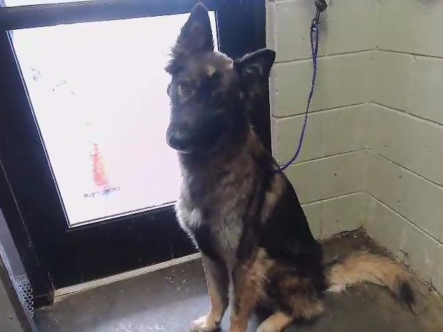 BUDDY AKA PRINCE - German Shepherd Dog / Siberian Husky available for adoption