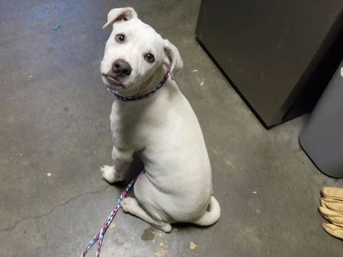 CHEESE - Pit Bull Terrier available for adoption