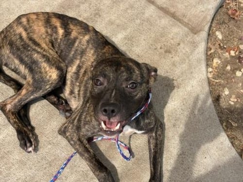 HOST - Pit Bull Terrier available for adoption