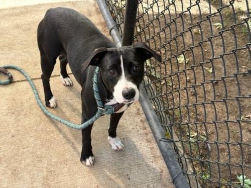 ANNIE F - Pit Bull Terrier available for adoption