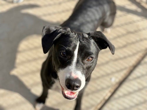 ANNIE F - Pit Bull Terrier available for adoption