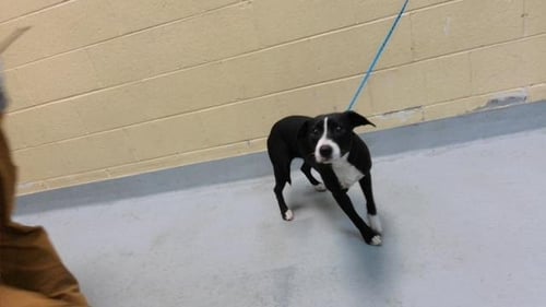 ANNIE F - Pit Bull Terrier available for adoption