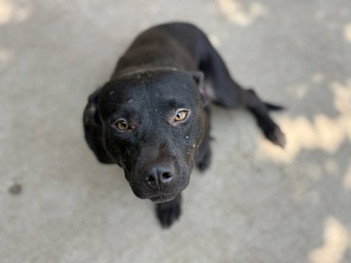 BUFFY - Pit Bull Terrier available for adoption