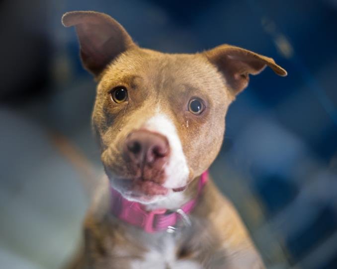 STORY - Pit Bull Terrier available for adoption