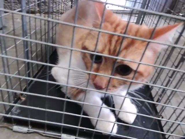 BEAZY - Domestic Short Hair available for adoption