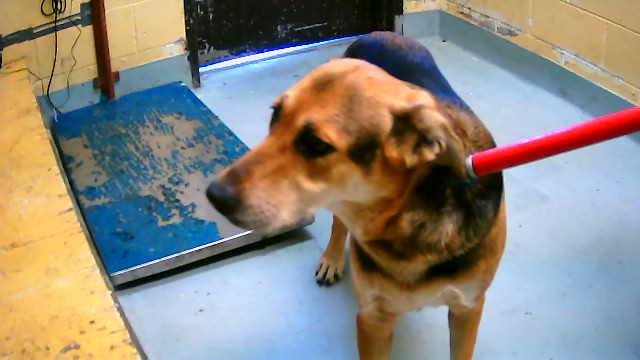 BJORN - German Shepherd Dog available for adoption