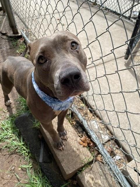 FOXY - Pit Bull Terrier available for adoption