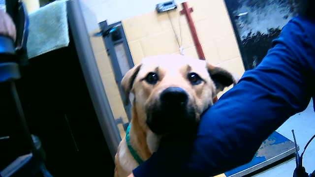 CORDELIA - Labrador Retriever available for adoption