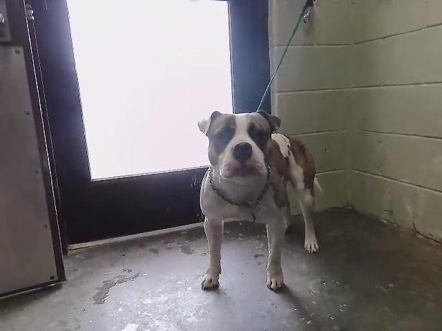 ALFONZO - Pit Bull Terrier available for adoption