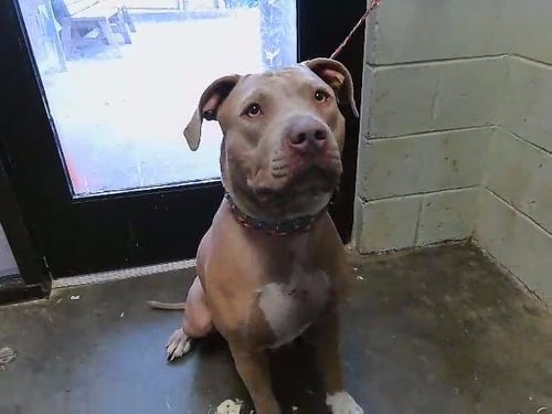 BLISS - Pit Bull Terrier available for adoption