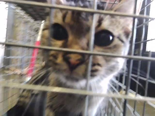 CRUMPET - Domestic Short Hair available for adoption