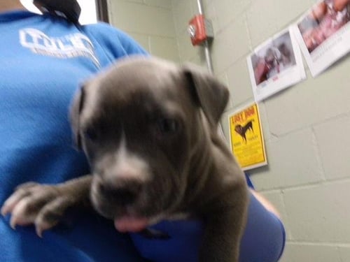 5 - Pit Bull Terrier available for adoption