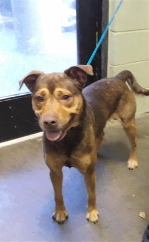 BOONE - German Shepherd Dog available for adoption
