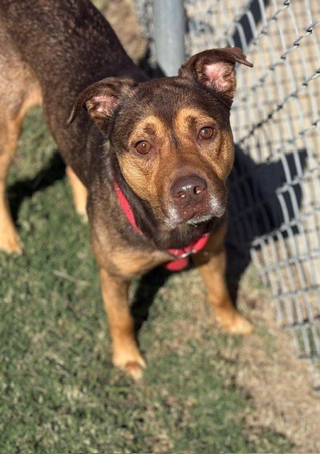 BOONE - German Shepherd Dog available for adoption
