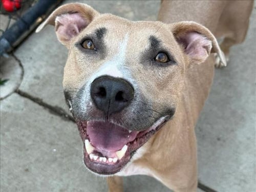 MAMA - Pit Bull Terrier available for adoption