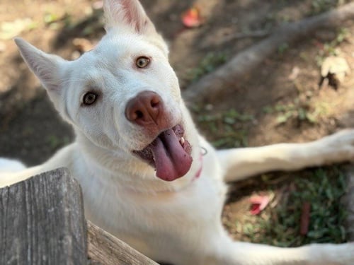 JUNEAU - Husky available for adoption