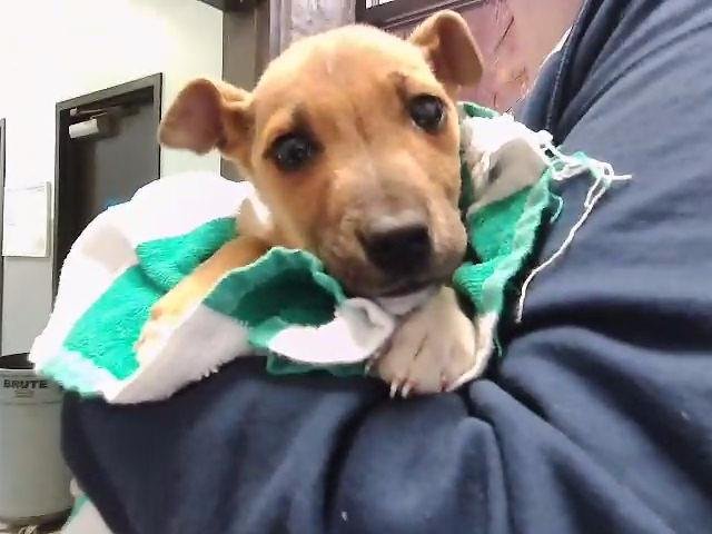 CARMELA - Pit Bull Terrier available for adoption