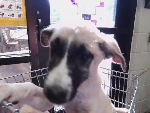HUDSON - Anatolian Shepherd available for adoption