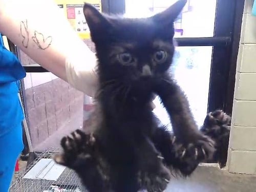 RIX - Domestic Short Hair available for adoption