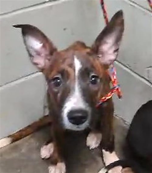 SELENA - Rat Terrier available for adoption