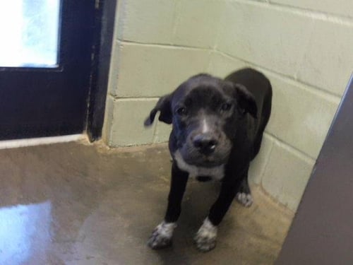 JILL - Labrador Retriever available for adoption