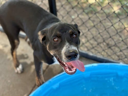 TALON - Catahoula Leopard Dog available for adoption
