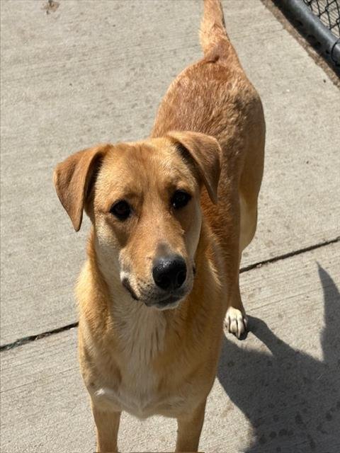BUNNY - Golden Retriever available for adoption