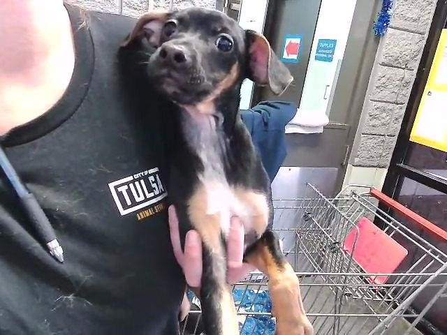 COSTCO - Rat Terrier available for adoption