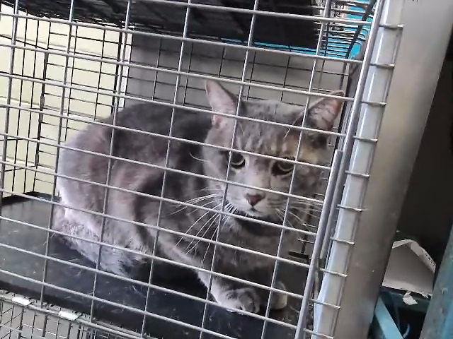 GOO AKA KYLE - Domestic Short Hair available for adoption