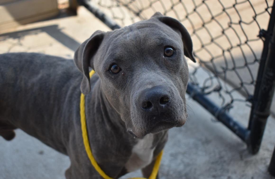 OUTLAW - Pit Bull Terrier available for adoption