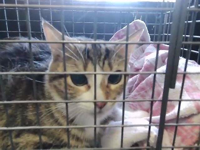 DAPHNY - Domestic Short Hair available for adoption