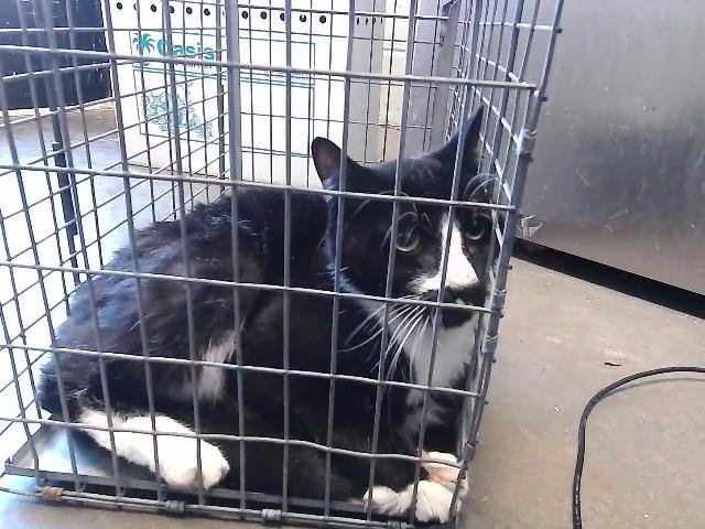 TUX - Domestic Short Hair available for adoption