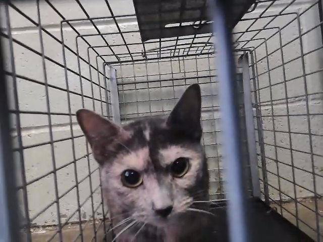 CAKE - Domestic Short Hair available for adoption