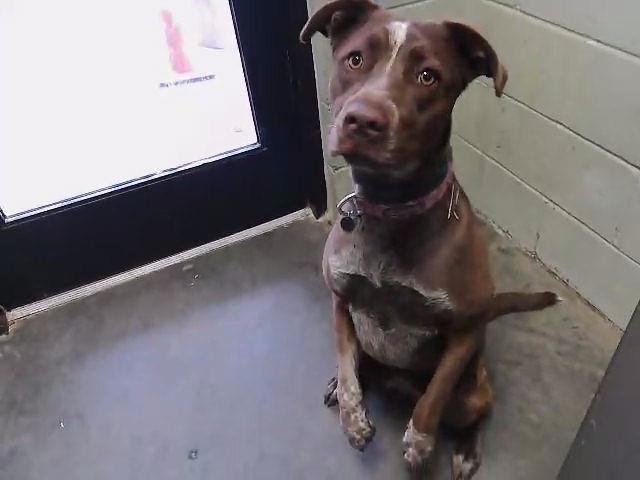 SMORE - Belgian Shepherd Malinois available for adoption