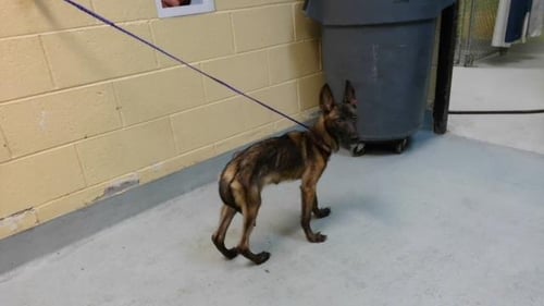 PACA - Belgian Shepherd Malinois available for adoption