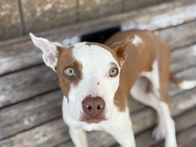 NESS - Pit Bull Terrier available for adoption