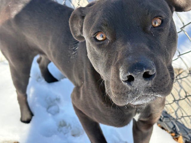 EVANSTON - Pit Bull Terrier available for adoption