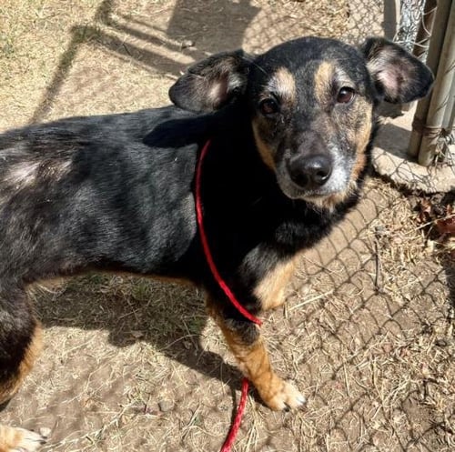 NOVA - German Shepherd Dog available for adoption