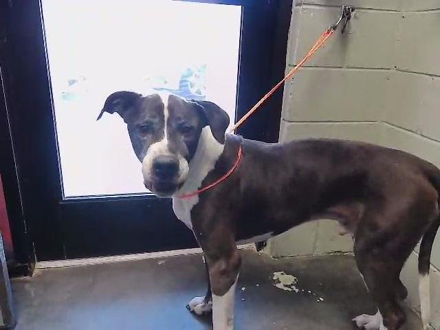 BUSTER - Great Dane available for adoption