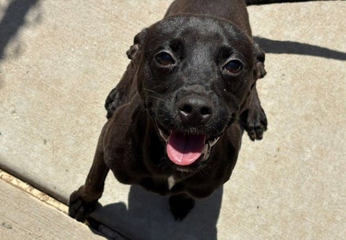 FRODO - Miniature Pinscher available for adoption
