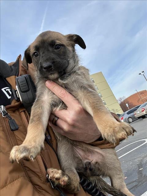 BRIE - German Shepherd Dog available for adoption