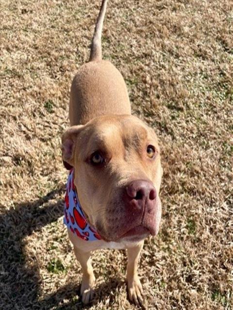 MUNK - Pit Bull Terrier available for adoption