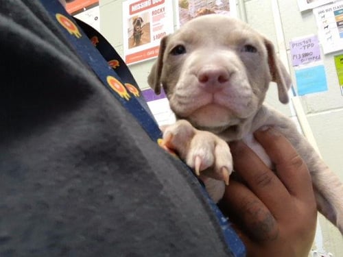 1 - Pit Bull Terrier available for adoption