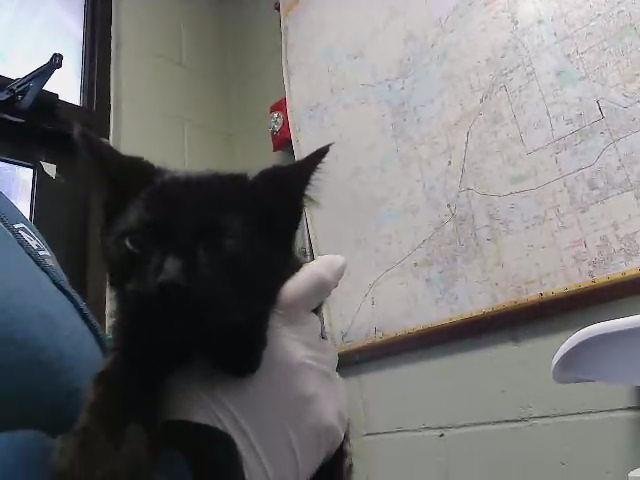 DAN - Domestic Short Hair available for adoption