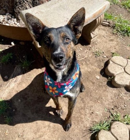 LUKE - German Shepherd Dog available for adoption