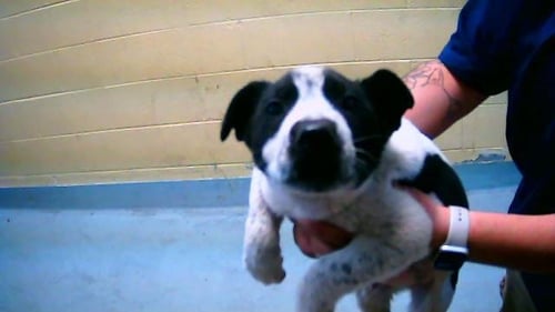 WIZARD - Queensland Heeler available for adoption