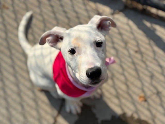 SNOW - Pit Bull Terrier available for adoption